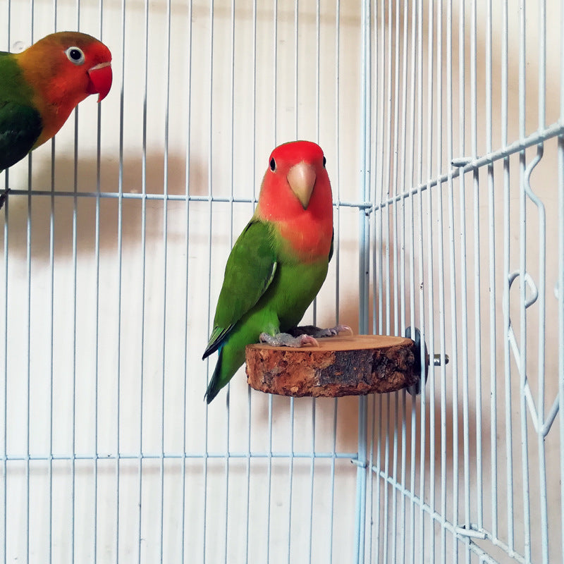 Apple Wood Parrot Stand and Swing Toy for Birds