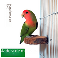 Apple Wood Parrot Stand and Swing Toy for Birds