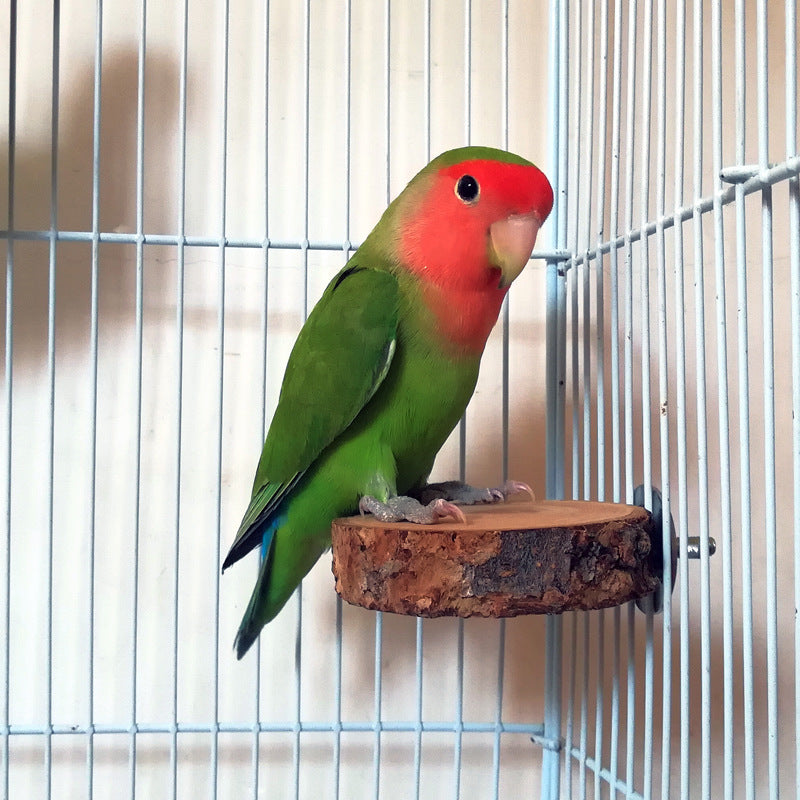 Apple Wood Parrot Stand and Swing Toy for Birds